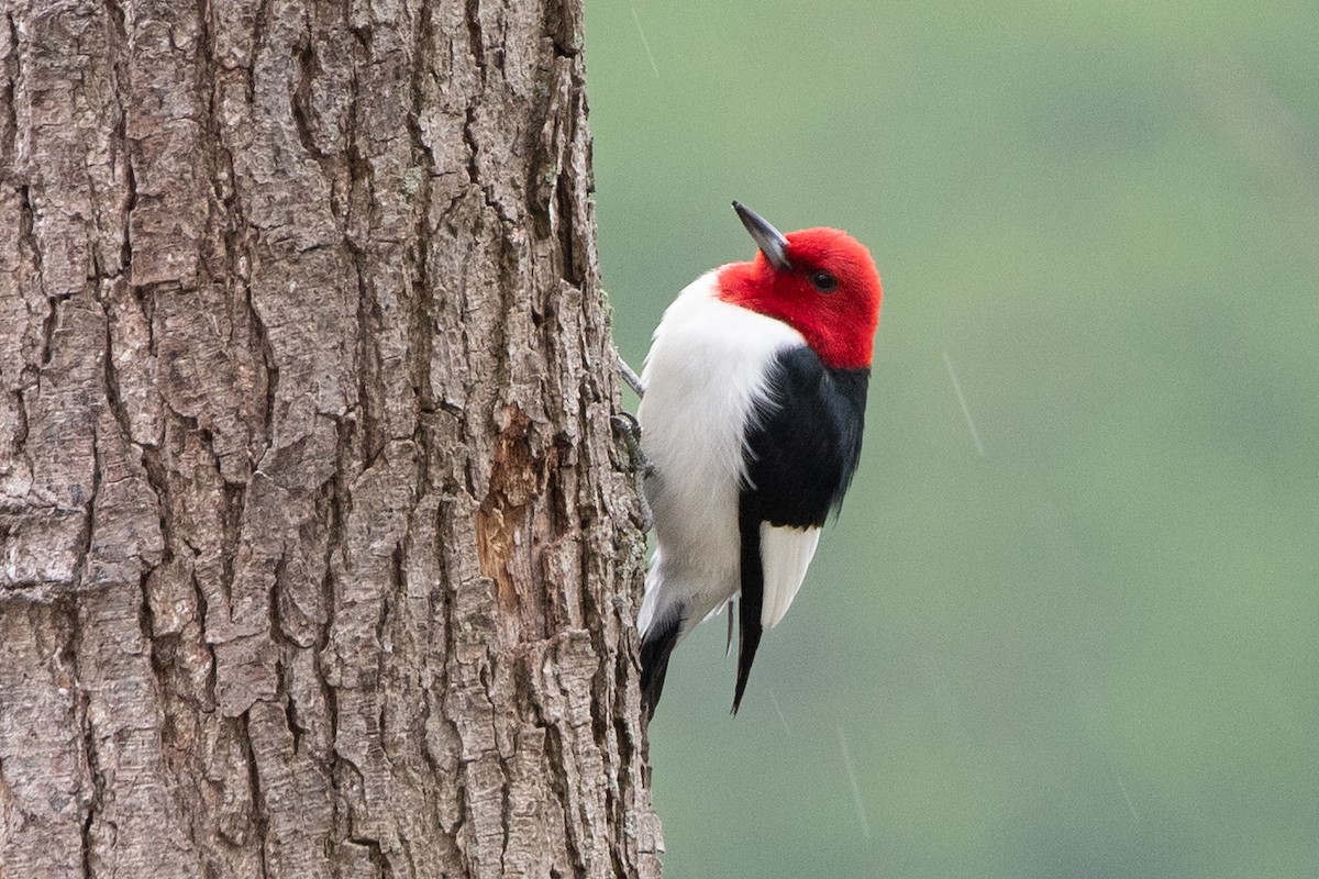 Red-headed Woodpecker - ML618406580