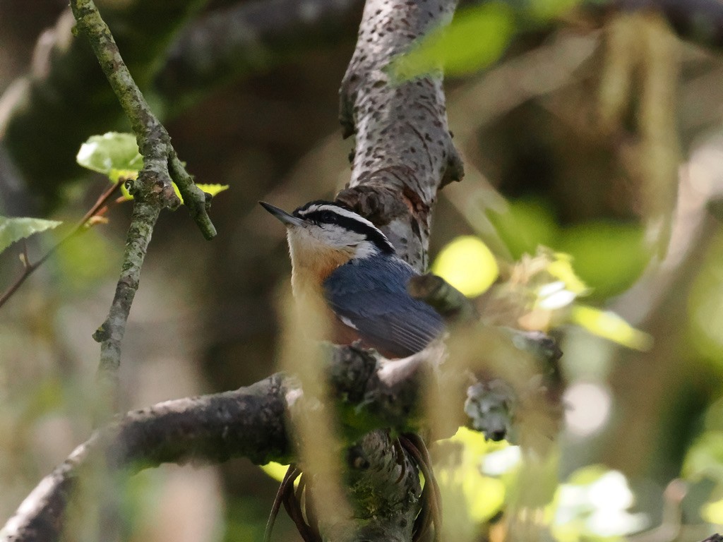 Red-breasted Nuthatch - ML618406582