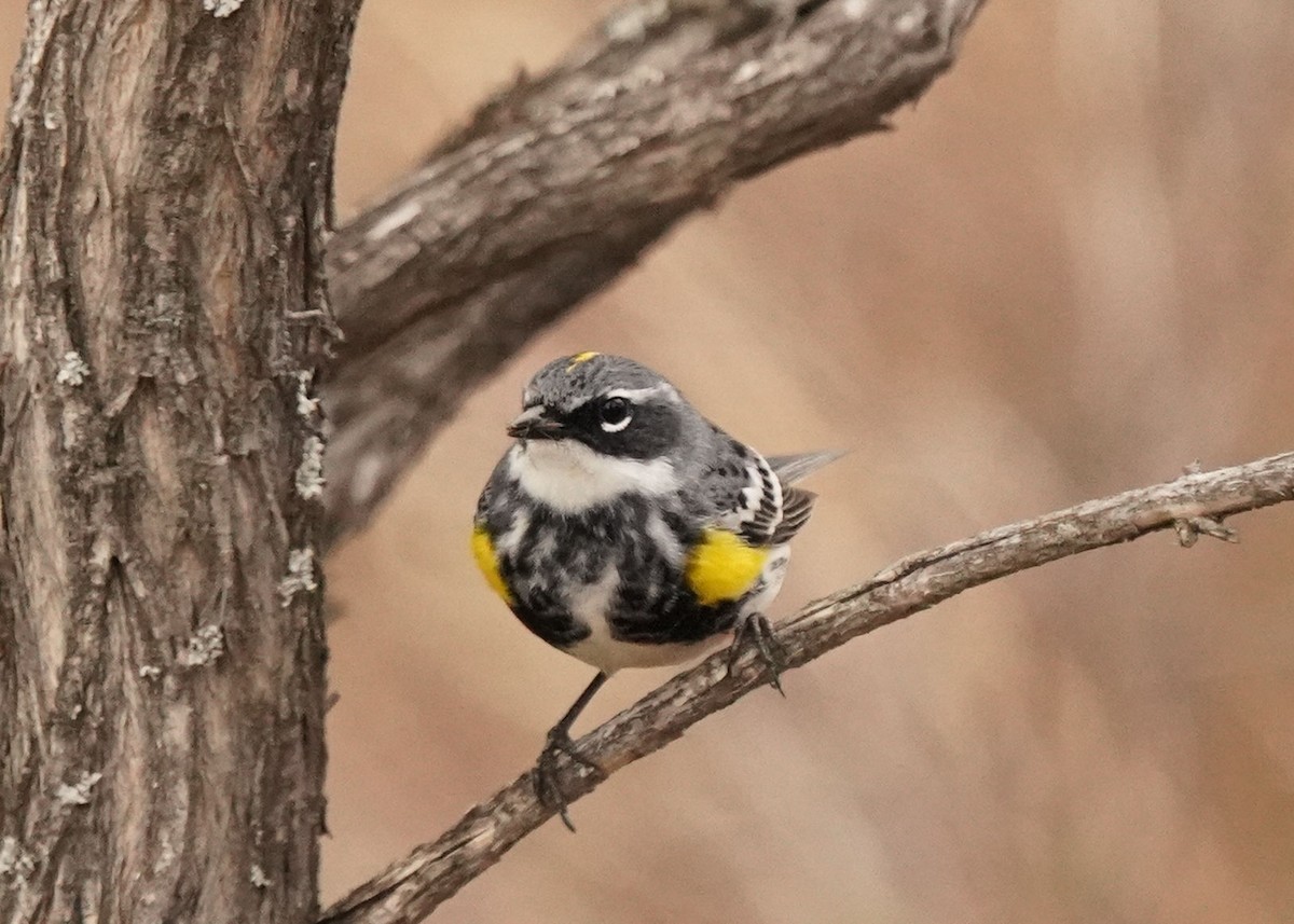 Yellow-rumped Warbler (Myrtle) - Pam Hardy