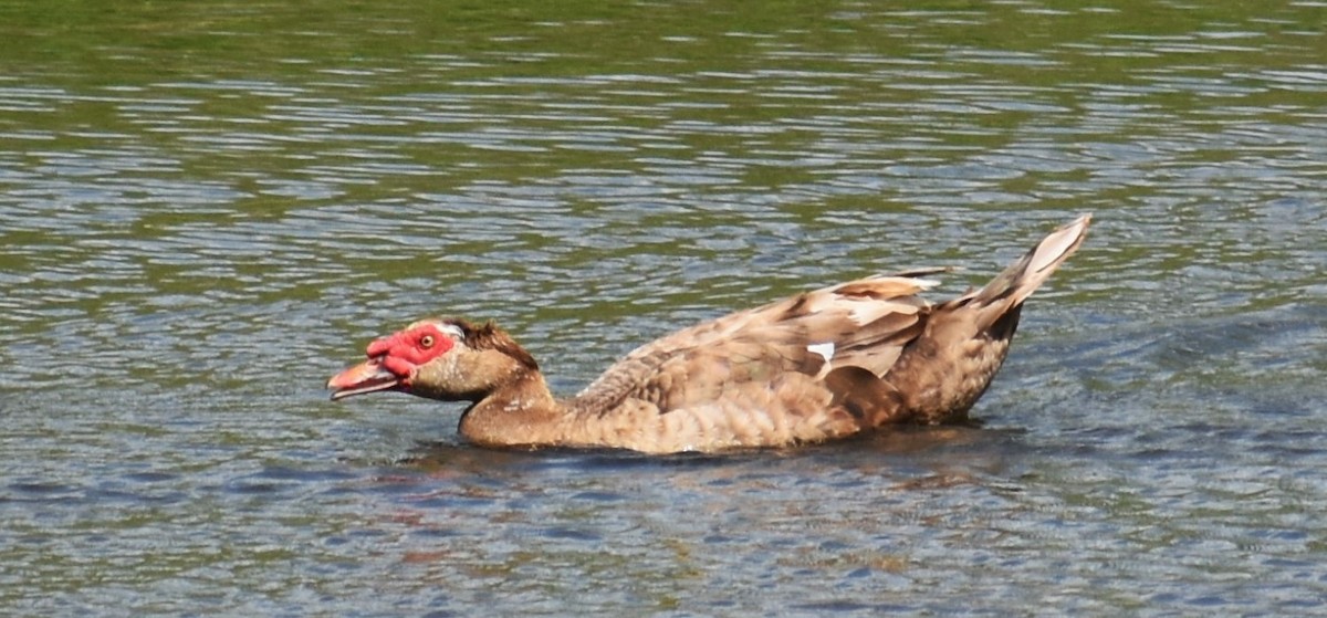 Muscovy Duck (Domestic type) - Marjorie Van Tassel