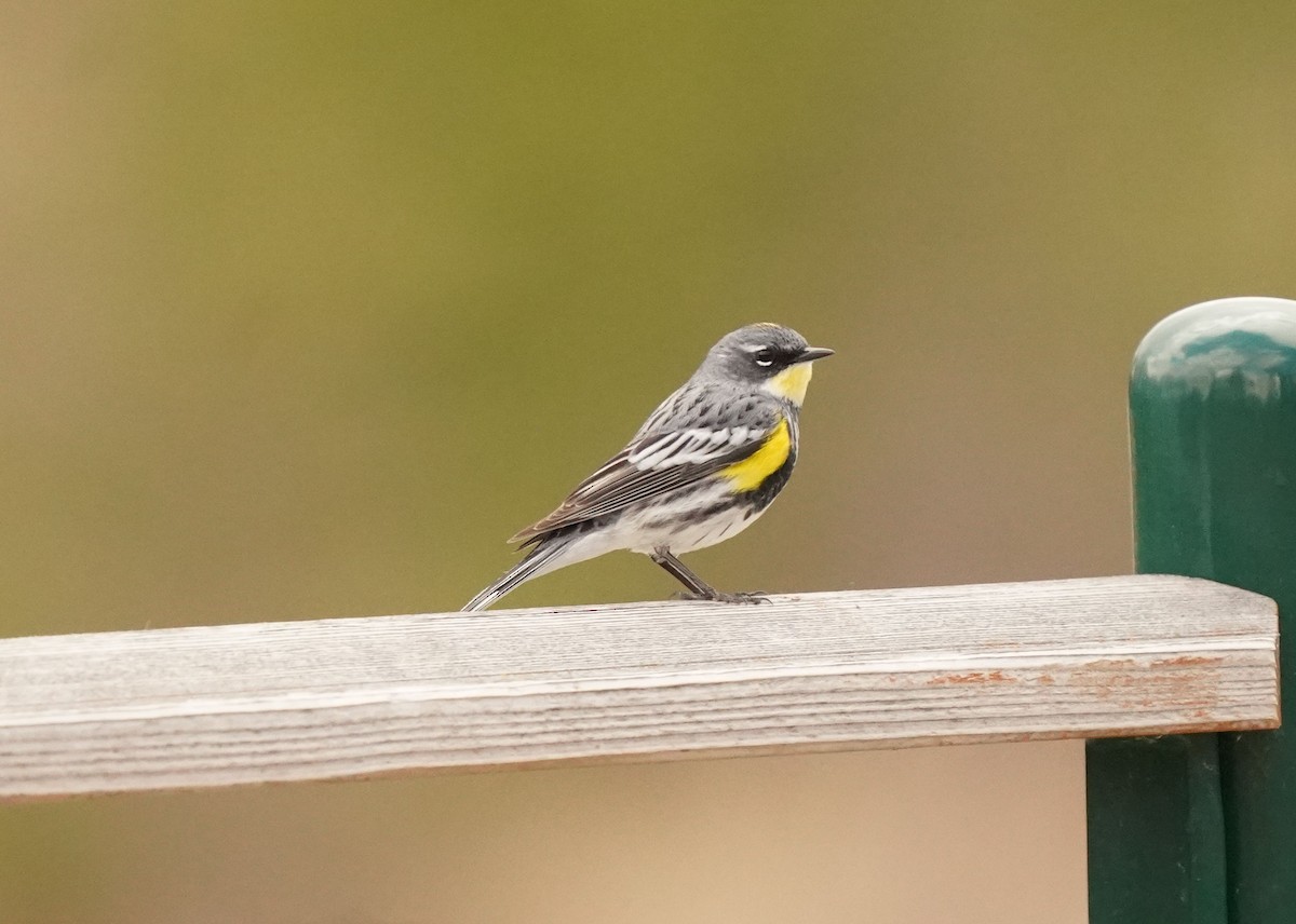Yellow-rumped Warbler (Myrtle x Audubon's) - Pam Hardy
