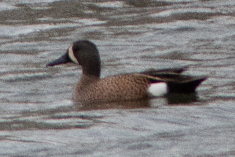Blue-winged Teal - ML618406661