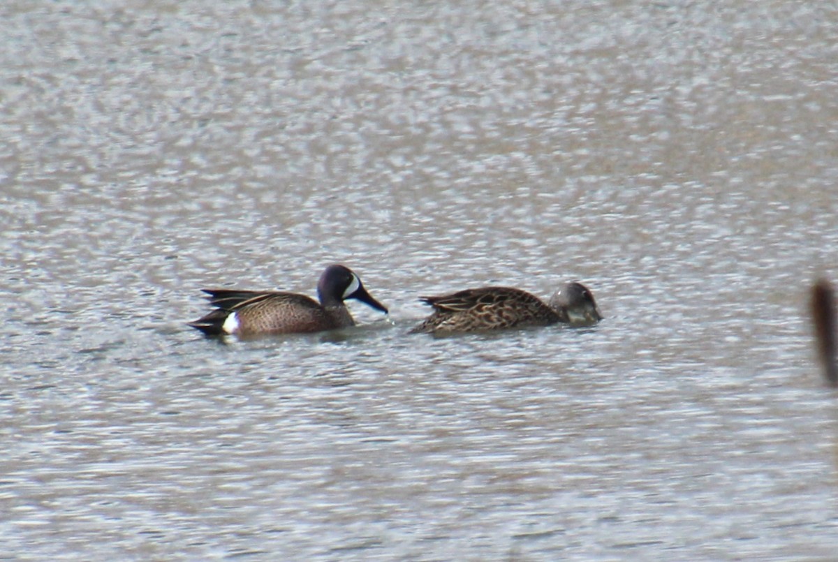 Blue-winged Teal - ML618406665