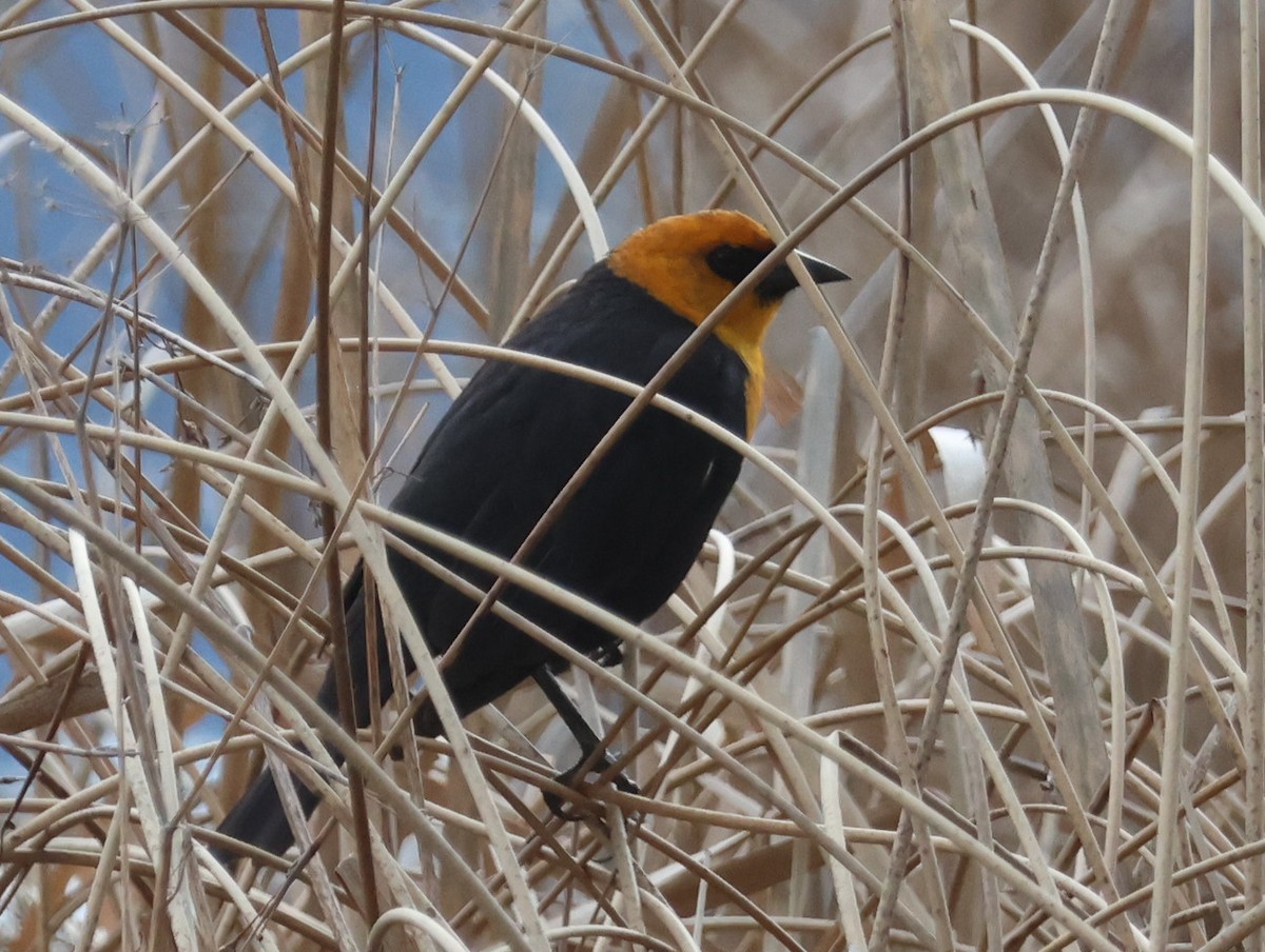 Yellow-headed Blackbird - ML618406667