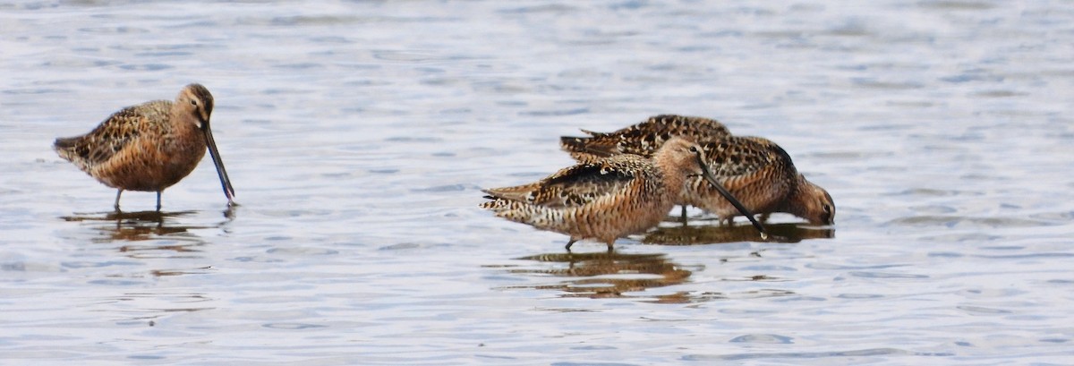 Long-billed Dowitcher - ML618406692