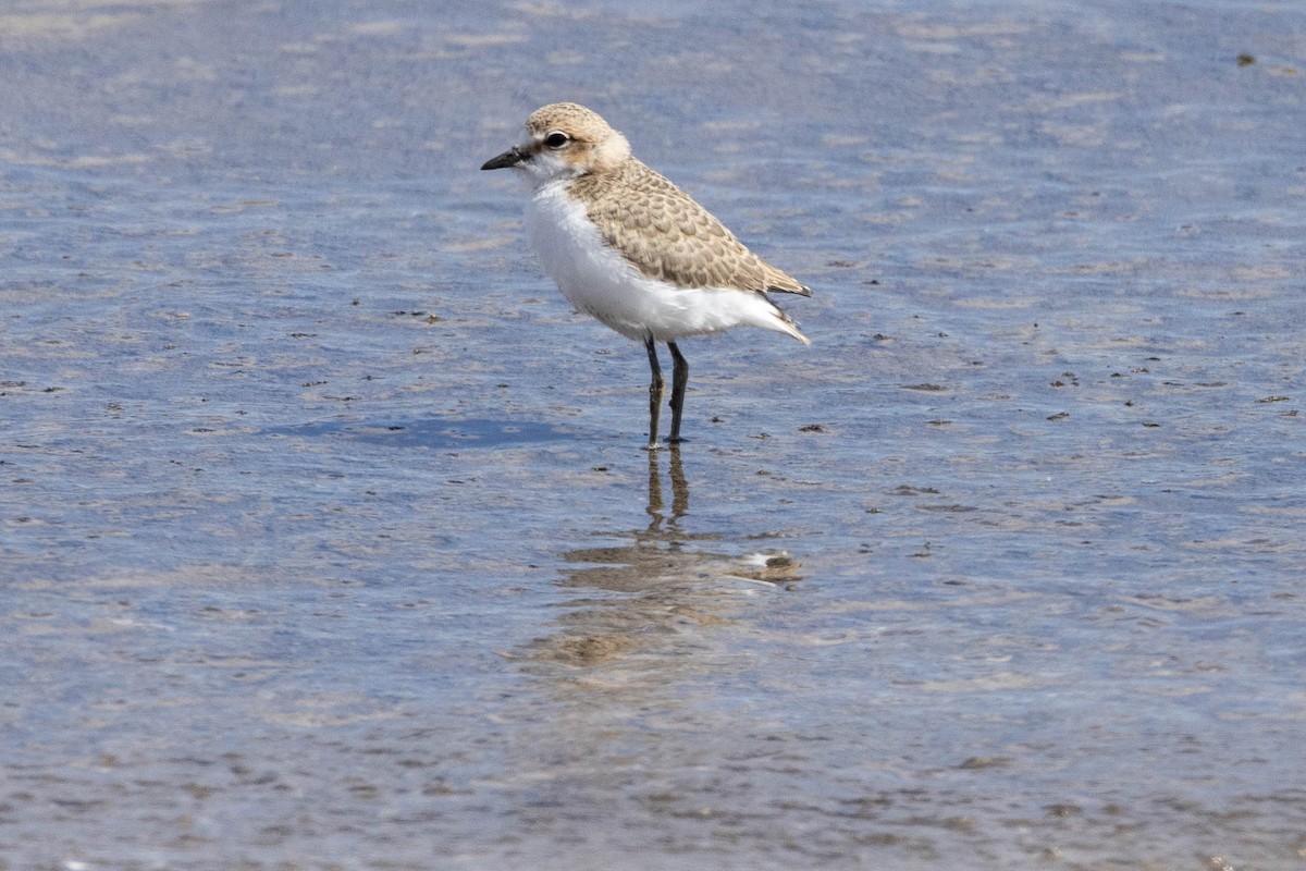 Red-capped Plover - ML618406716