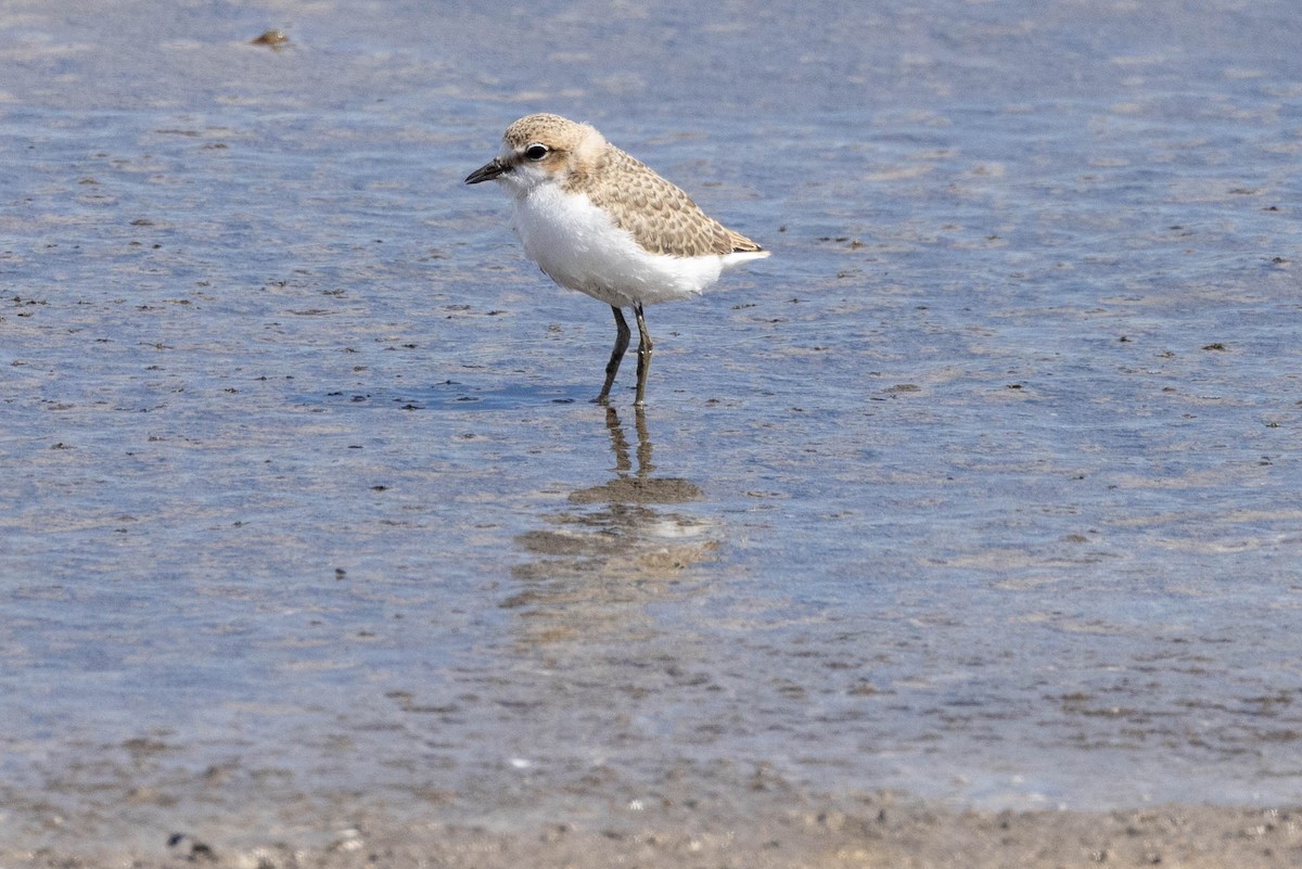 Red-capped Plover - ML618406717
