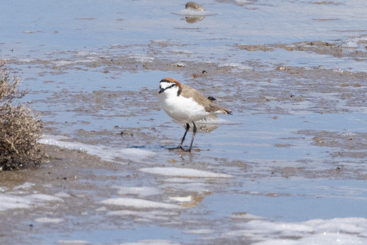 Red-capped Plover - ML618406718