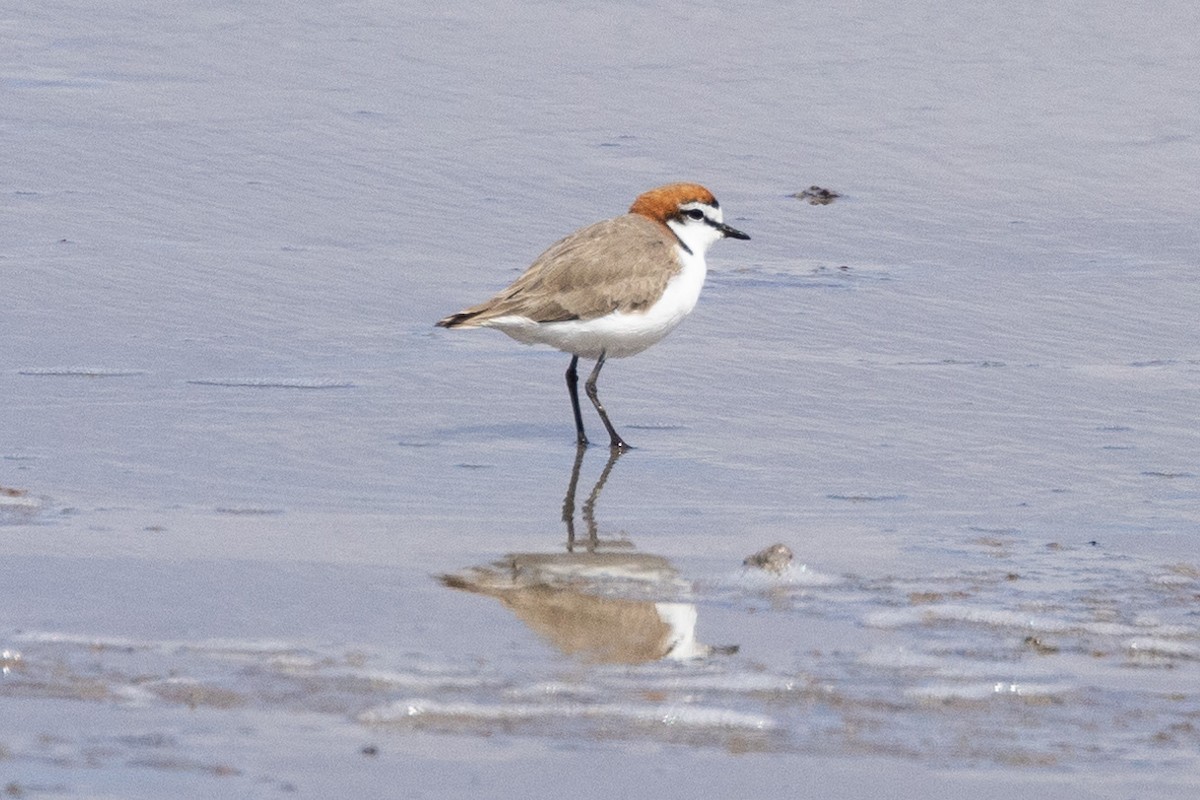Red-capped Plover - ML618406719