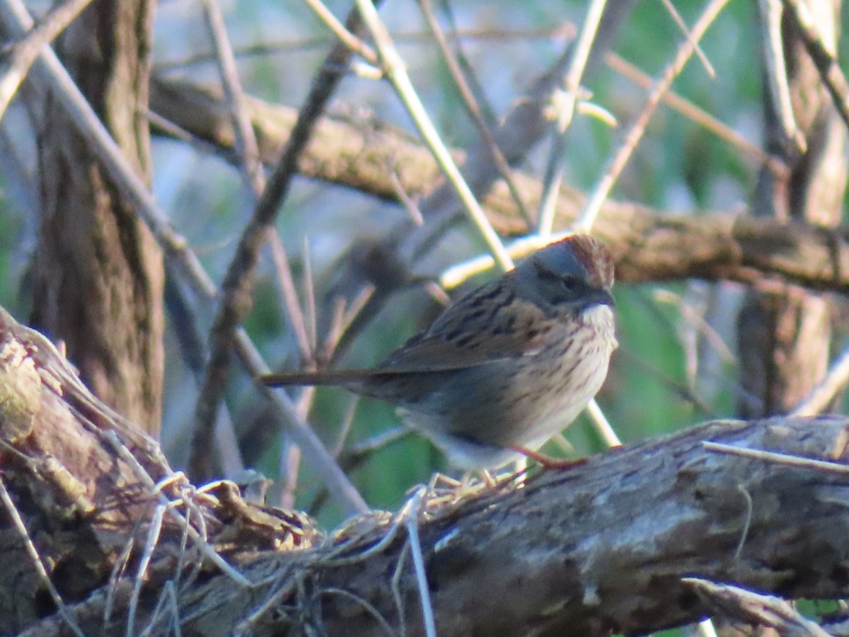 Swamp Sparrow - ML618406721
