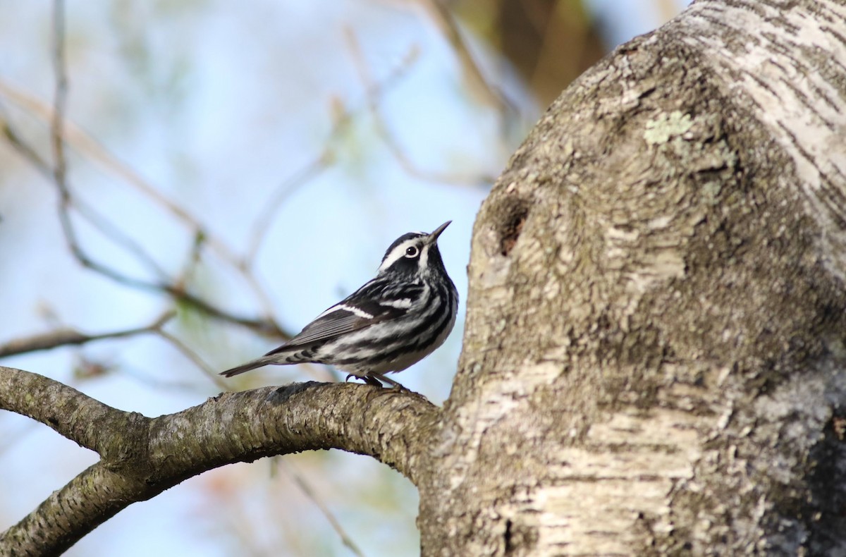Black-and-white Warbler - ML618406743