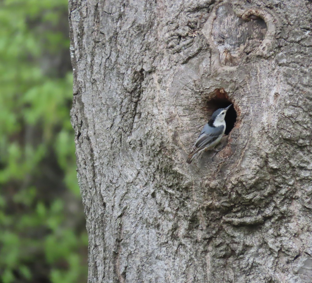 White-breasted Nuthatch - ML618406746