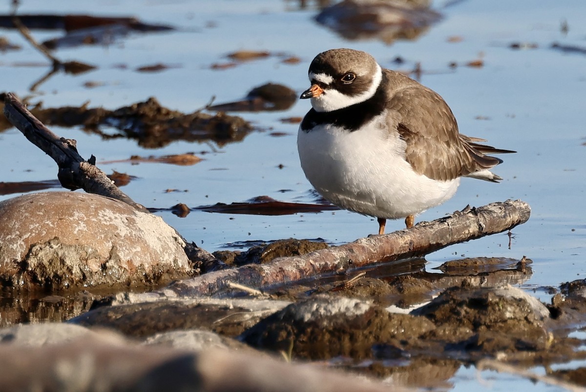 Semipalmated Plover - ML618406777