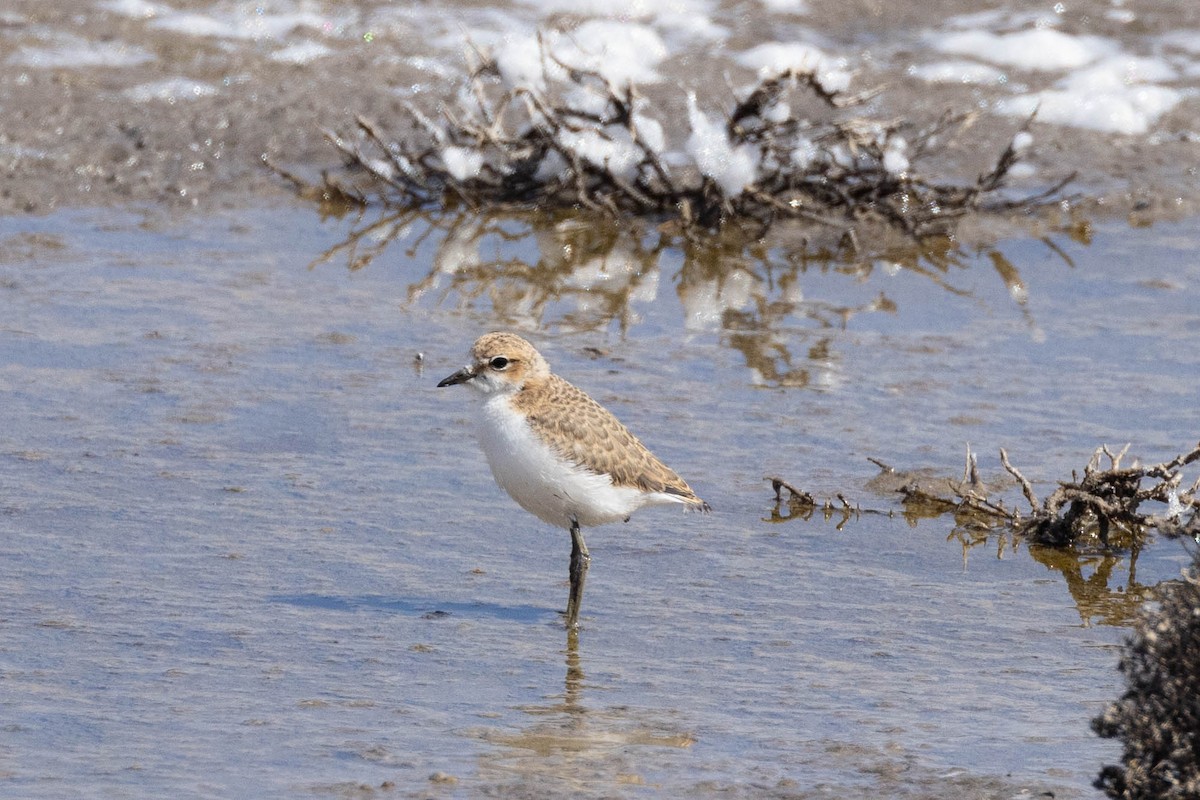 Red-capped Plover - ML618406783