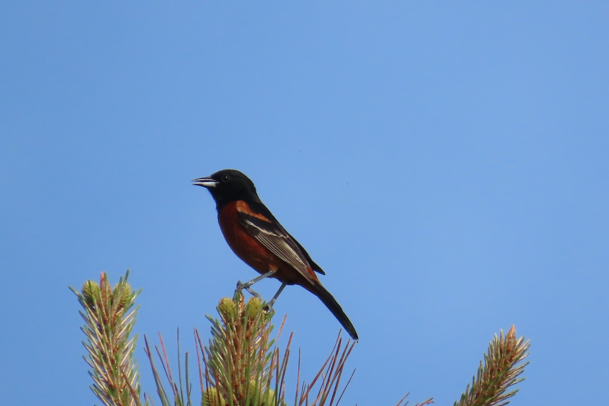 Orchard Oriole - ML618406844