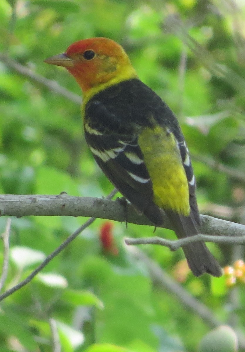 Western Tanager - ML618406850