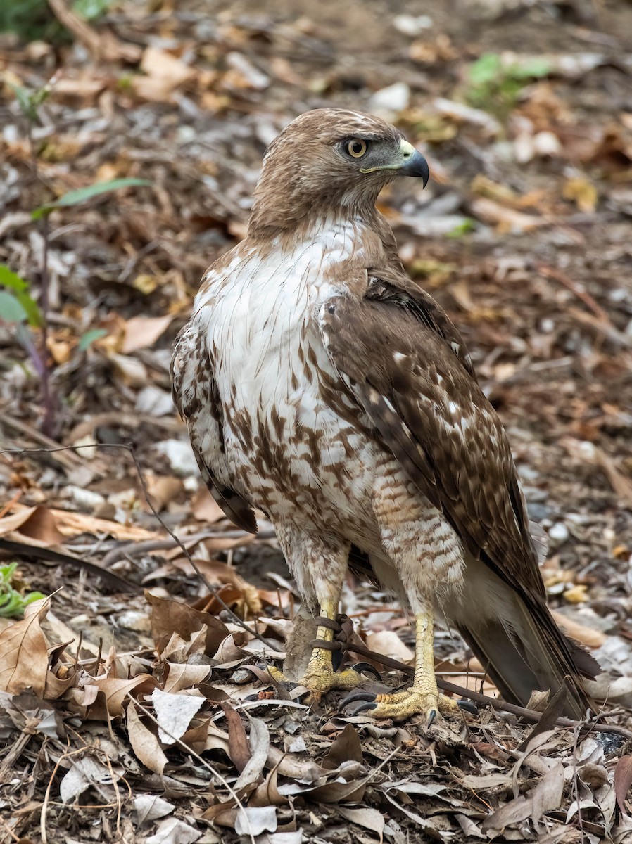Red-tailed Hawk - ML618406870
