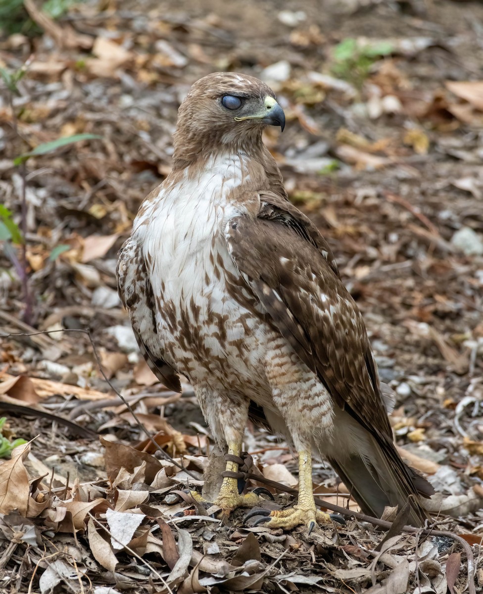 Red-tailed Hawk - ML618406871