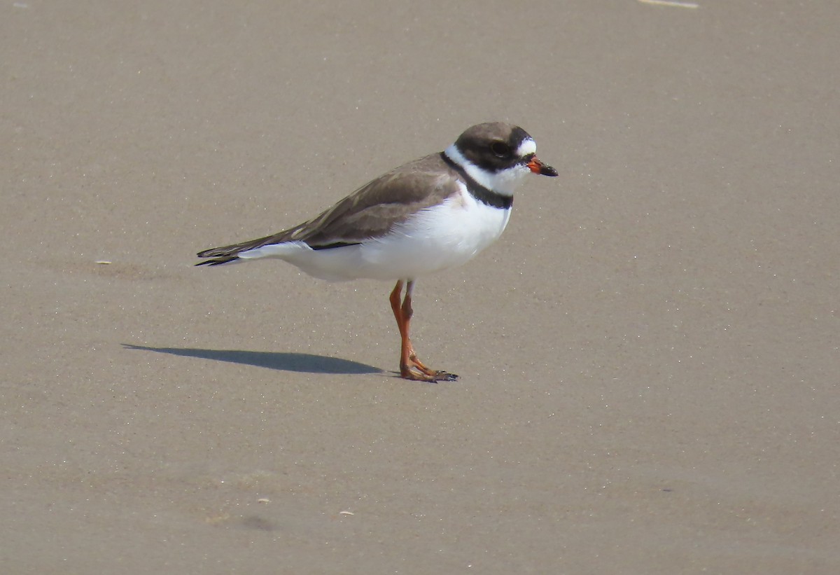Semipalmated Plover - ML618406882