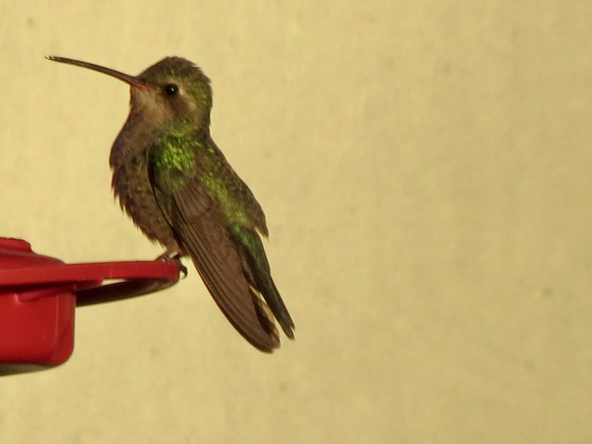 Broad-billed Hummingbird - ML618406908