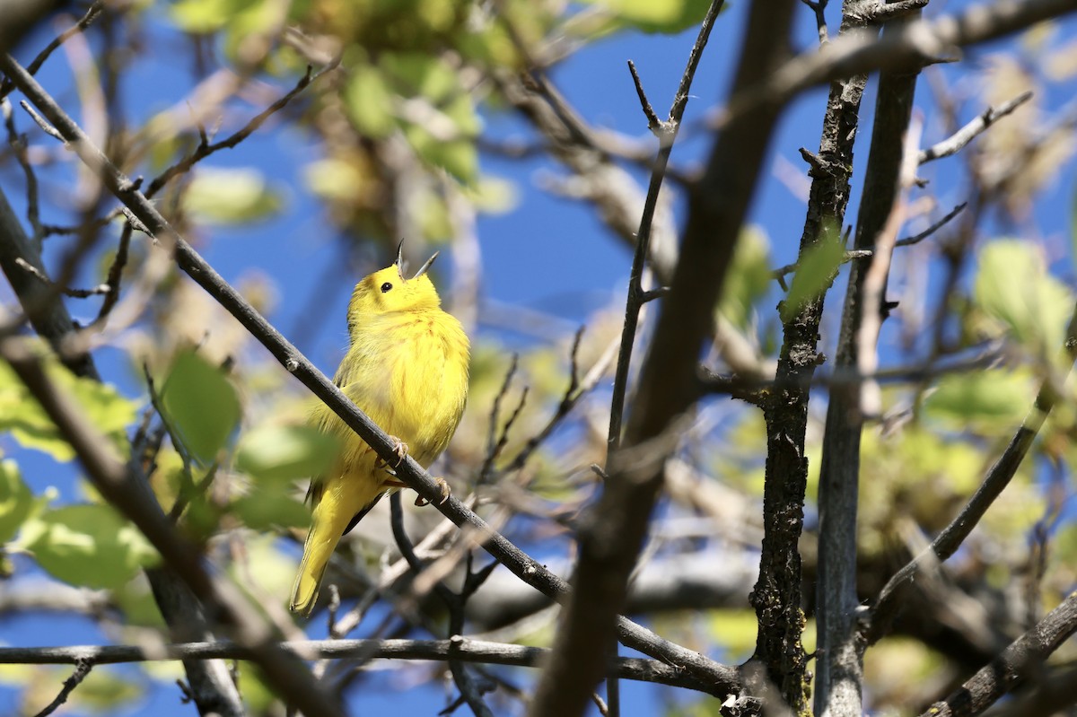 Yellow Warbler - ML618406909