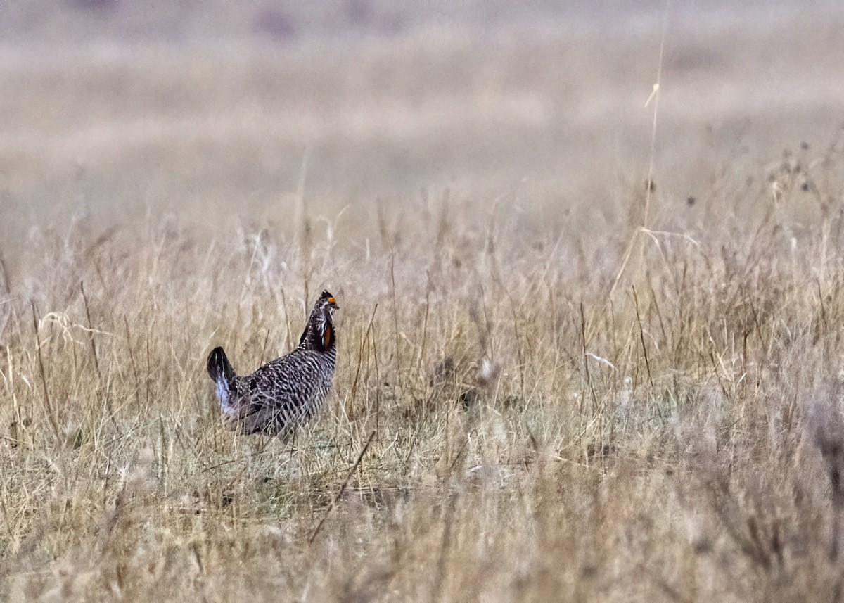 Greater Prairie-Chicken - ML618406916