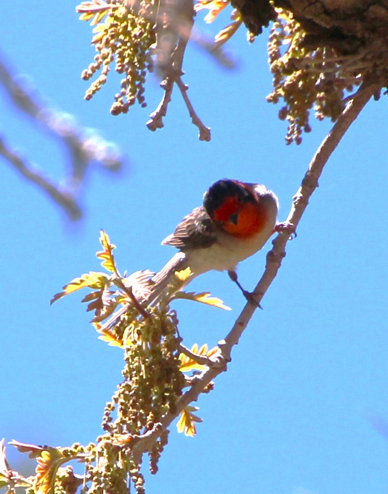 Red-faced Warbler - ML618406919