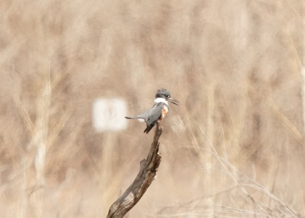 Belted Kingfisher - ML618406926
