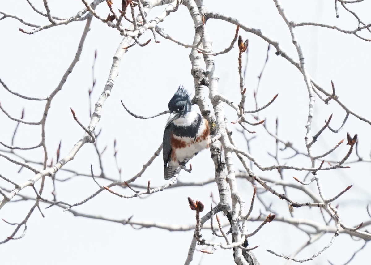 Belted Kingfisher - ML618406928