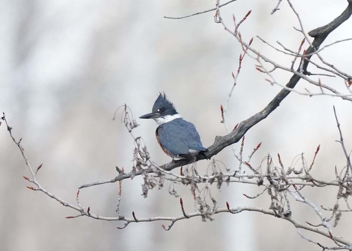 Belted Kingfisher - ML618406929