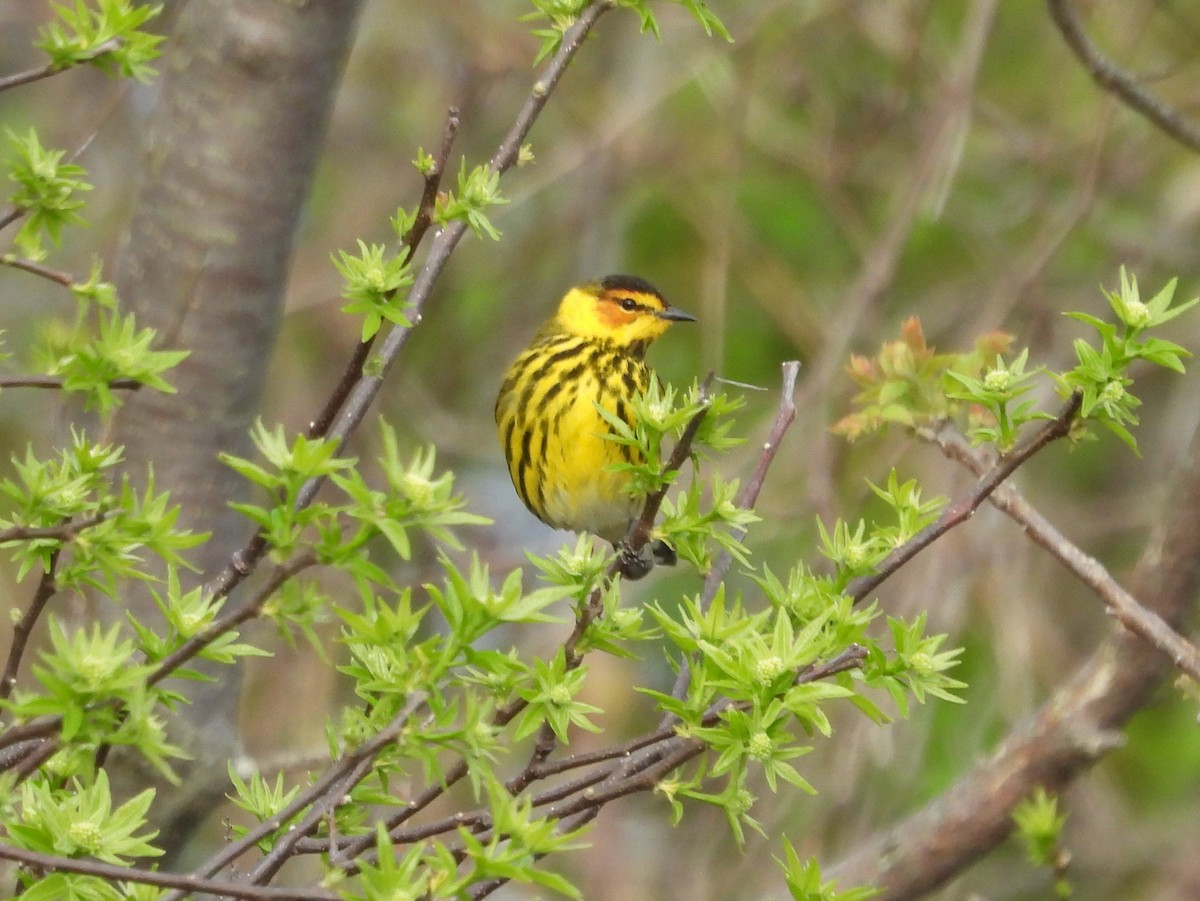 Cape May Warbler - ML618406930