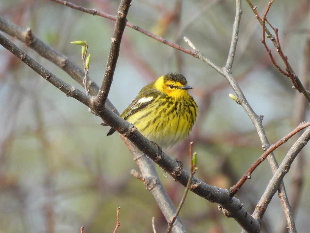 Cape May Warbler - ML618406931