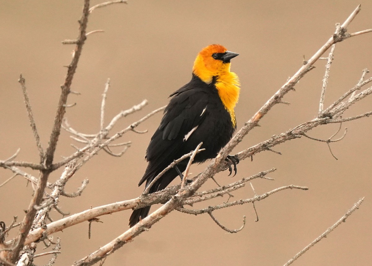 Yellow-headed Blackbird - ML618406937
