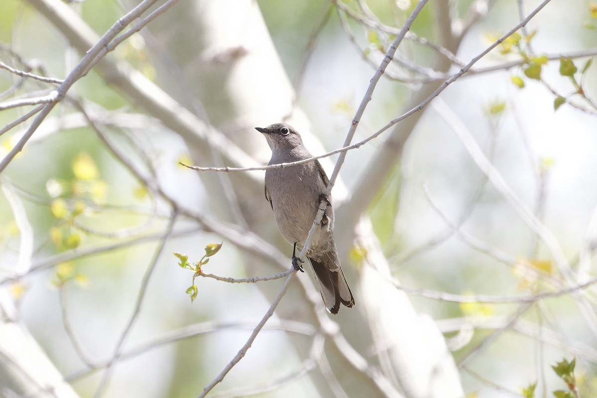 Townsend's Solitaire - ML618406939
