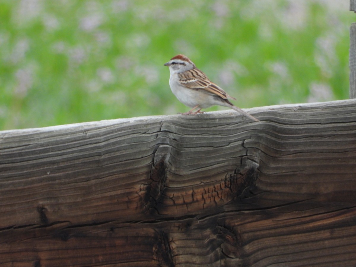 Chipping Sparrow - ML618406953