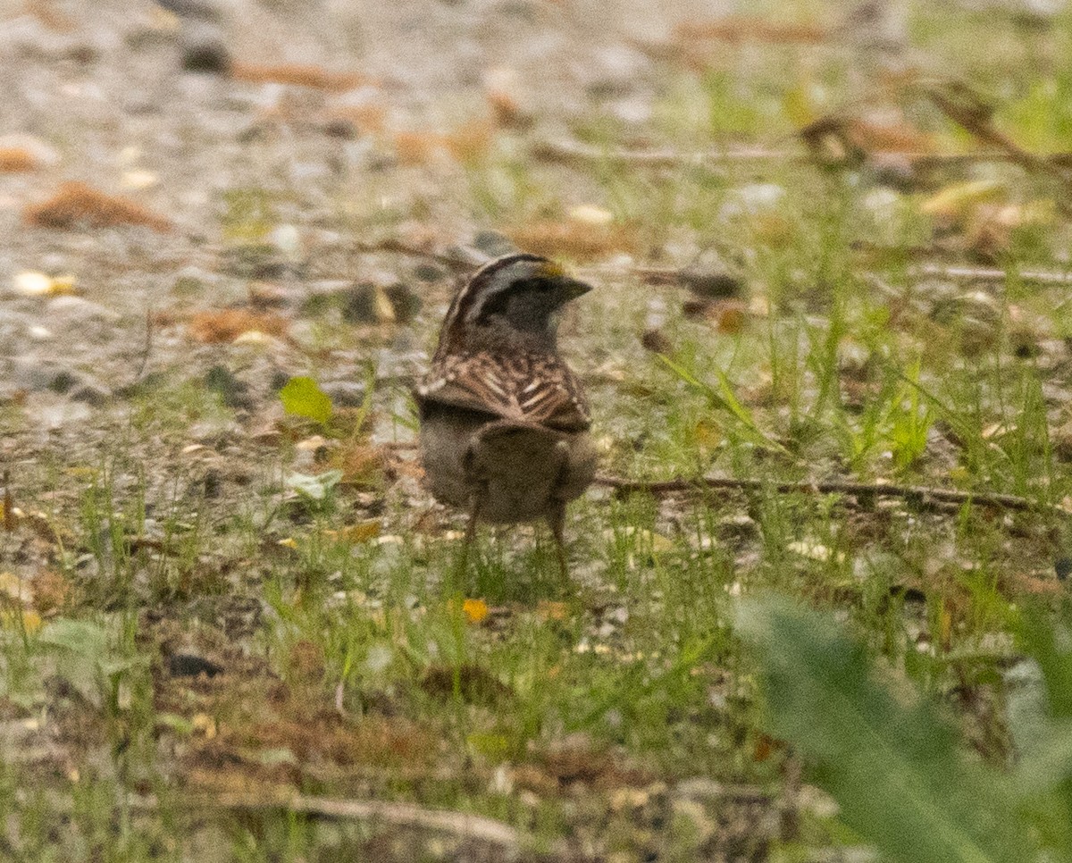 White-throated Sparrow - ML618406963