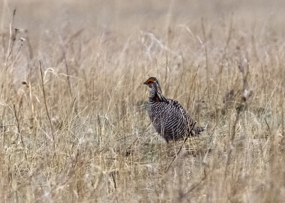 Greater Prairie-Chicken - ML618406984