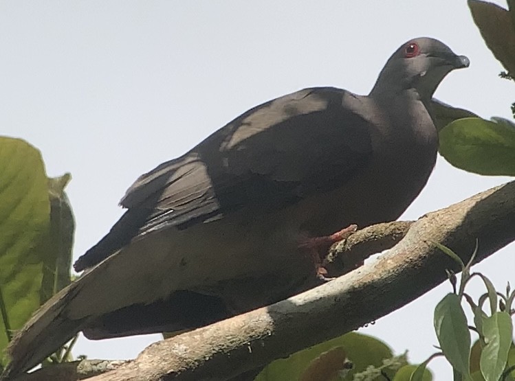Ring-tailed Pigeon - ML618406986