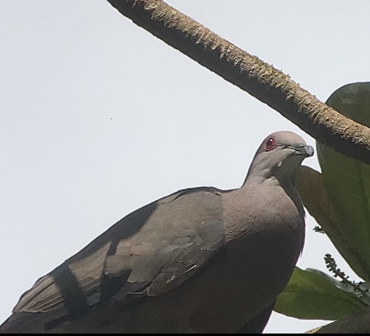 Pigeon de Jamaïque - ML618406994