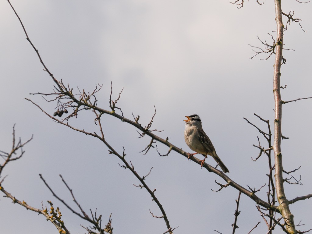 White-crowned Sparrow - ML618406999
