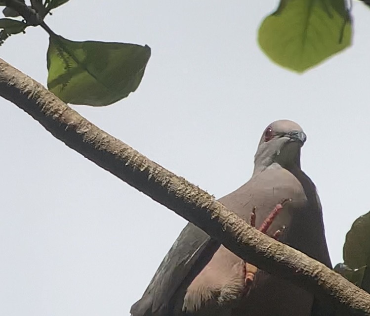 Ring-tailed Pigeon - ML618407003