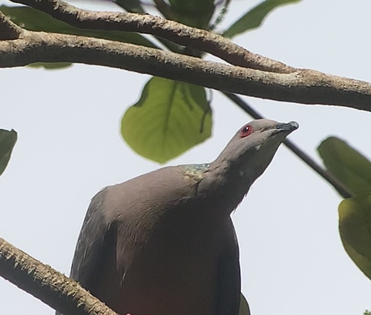 Ямайский голубь - ML618407008