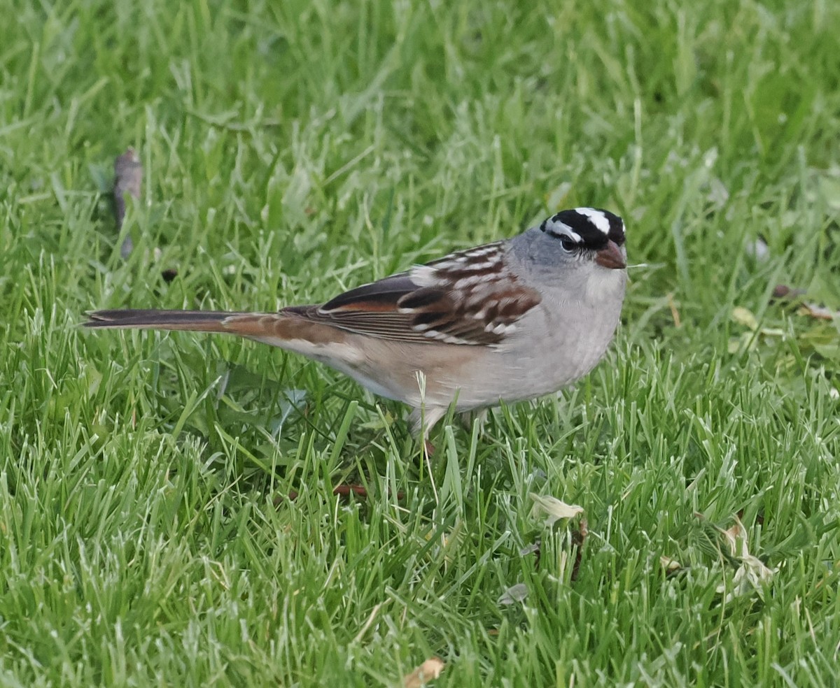 White-crowned Sparrow - ML618407013