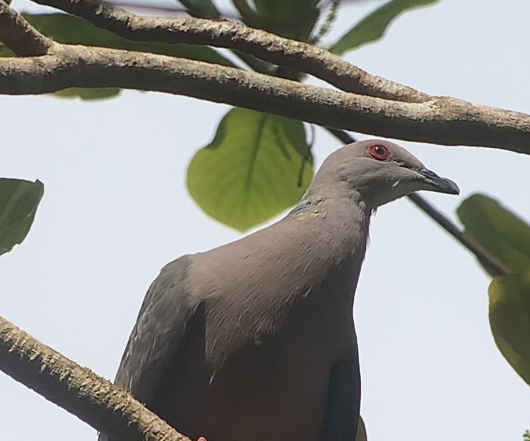 Ring-tailed Pigeon - ML618407022