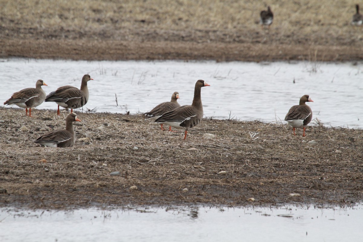Greater White-fronted Goose - ML618407025