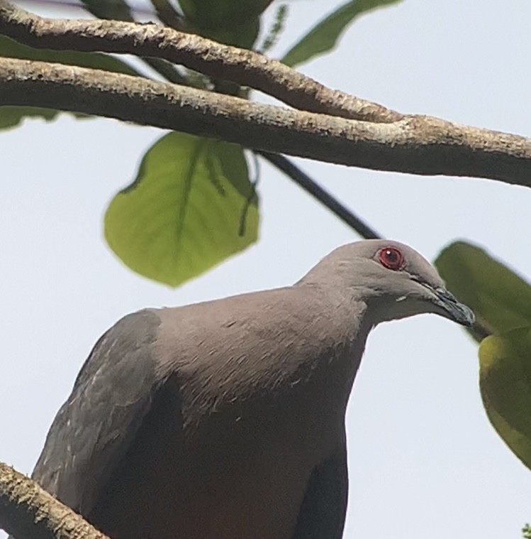 Ring-tailed Pigeon - ML618407027