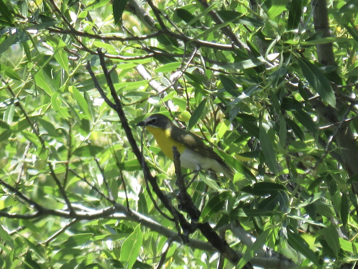 Yellow-breasted Chat - ML618407028