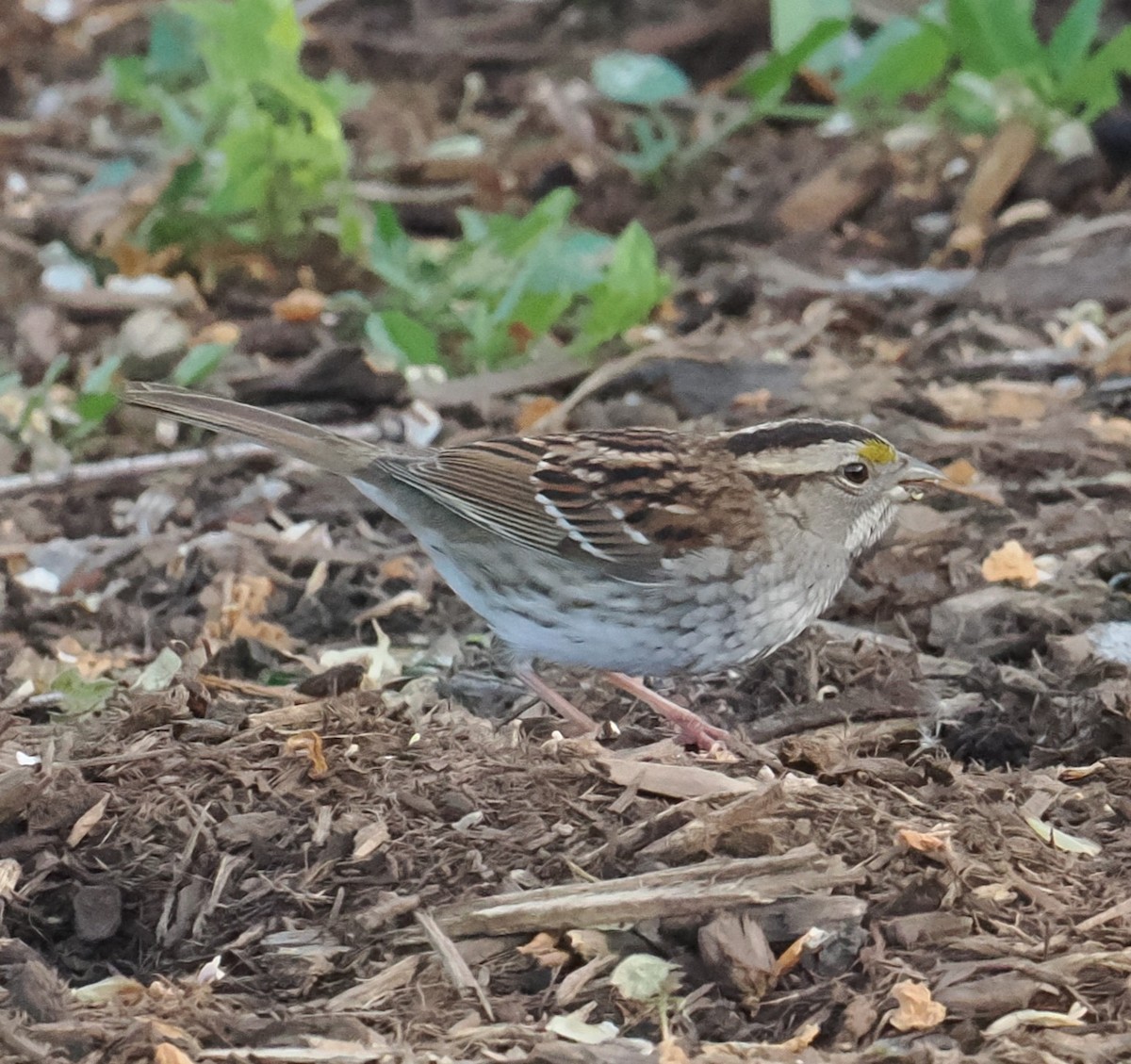 White-throated Sparrow - ML618407030