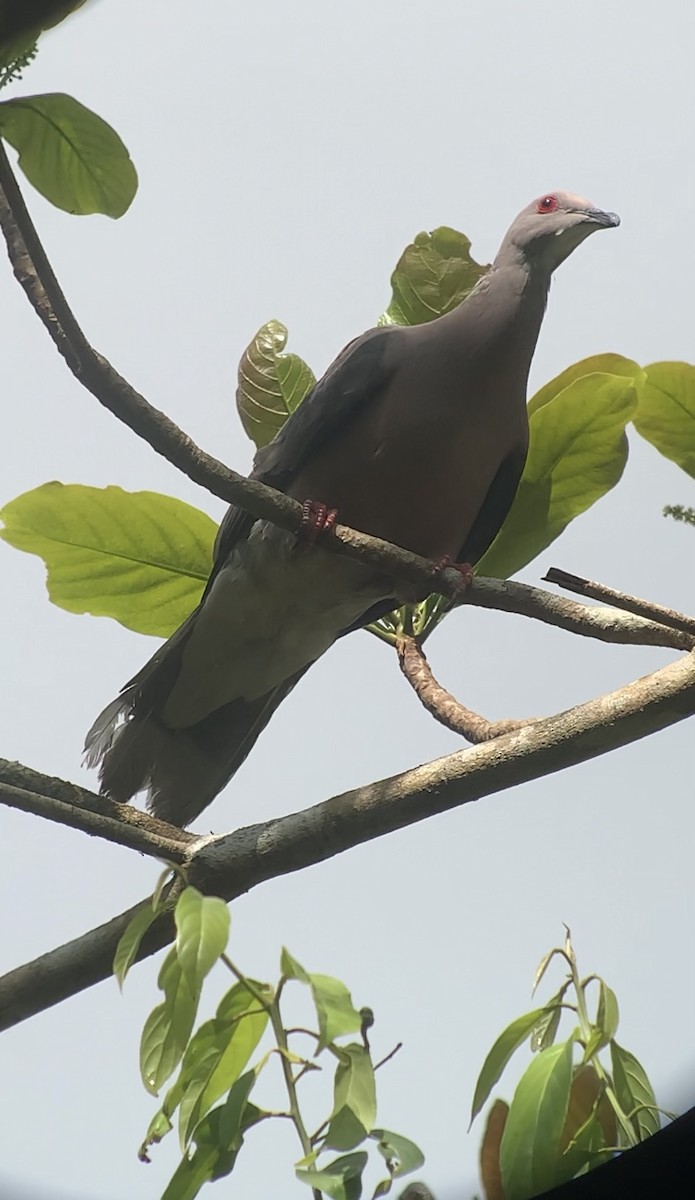 Ring-tailed Pigeon - ML618407036