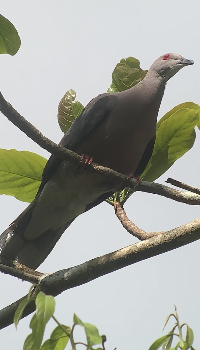 Ring-tailed Pigeon - ML618407049